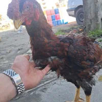 خروس لاری تاج مهر