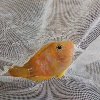 ماهی و آکواریوم