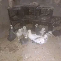 تعدادی کبوتر نروماده و دو عدد سگ پا کوتا و یه ژرمن