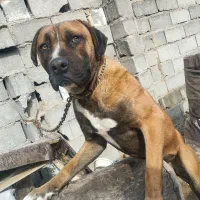 پیتبول کنکورسو گم شده در شاندیز|حیوانات|شاندیز, |دیوار