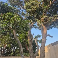 اجاره-منزل-مسکونی-حیاط-دار-2-خواب
