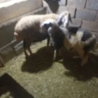 قیمت بیست و هشت میلیون