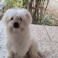 سگ پاکوتاه شیدزو نر|سگ|مشهد, امیریه|دیوار