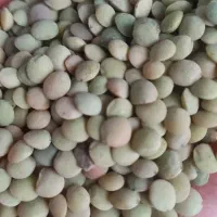 عدس ونخود تازه محلی