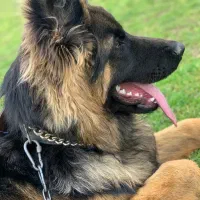 سگ ژرمن شپرد شولاین