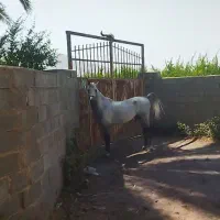 اسب نریان ومادیان با کره|اسب و تجهیزات اسب‌سواری|کازرون, |دیوار