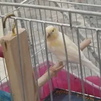 قناری نر|پرنده|کبودرآهنگ, |دیوار