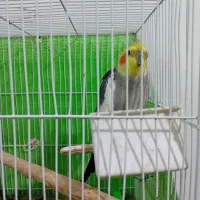 پرنده|پرنده|مشهد, نوده|دیوار