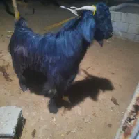 بز نر|حیوانات مزرعه|شادگان, |دیوار