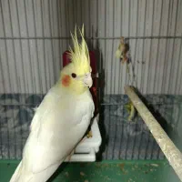 عروس هلندی ماده ودستی آماده|پرنده|اصفهان, سودان|دیوار