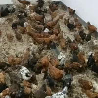 جوجه گلپایگانی یا همون ژاپنی