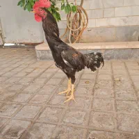 خروس لاری  خ س ک
