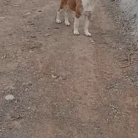 توله خراسانی