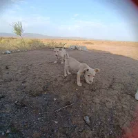 پاکوتاه یا پاپی