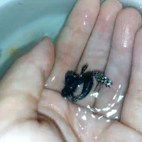 گوپی پوست ماری ، رد اسکارت|ماهی|رشت, کاکتوس|دیوار