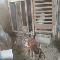 فروش مرغ وخروس|حیوانات مزرعه|محمدبار, |دیوار