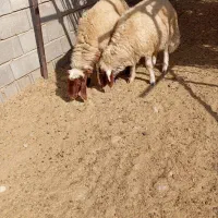 یه راس قوچ صدامی ویه راس سنجابی|حیوانات مزرعه|سرپل ذهاب, |دیوار