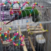 گرینچیک دستی|پرنده|کاشان, لتحر|دیوار