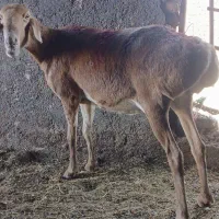 میش چینی|حیوانات مزرعه|تربت جام, مسکن ملی|دیوار