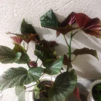 گل عروس خالدار