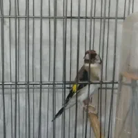 سهره جوجه قفس