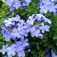 یاس آبی|گل و گیاه طبیعی|سیستان, |دیوار