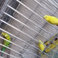 مرغ عشق|پرنده|تبریز, |دیوار