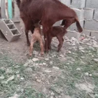 دو عدد بز بزقاله دار|حیوانات مزرعه|گنبد کاووس, |دیوار