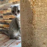 واگذاری‌گربه|گربه|تبریز, |دیوار