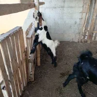 فروش بزپاکستانی چهار قلو زا|حیوانات مزرعه|سیمین شهر, |دیوار