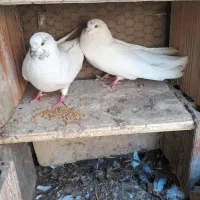 کبوتر تکپر اطراف گرگان|پرنده|سرخنکلاته, |دیوار