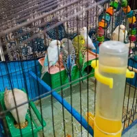 مرغ عشق|پرنده|شیراز, گود عربان|دیوار