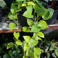 پتوس و گل های آپارتمانی