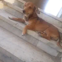 سگ خانگی|سگ|زاهدان, |دیوار