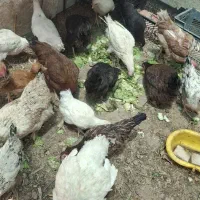 مرغ و خروس لری