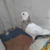 کبوتر طوقی درجه عروسک ۱۵جفت انواع خال ها|پرنده|قروه, |دیوار