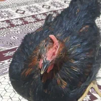 مرغ سیاه ۶ماهه