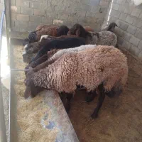 گوسفند چند قلو زا