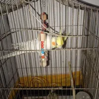 پرنده