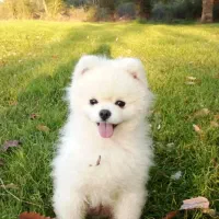 دستیار دامپزشک