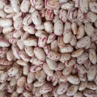 لوبیا چیتی