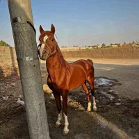 اسب نریان عرب کرد