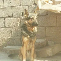 سگ ژرمن