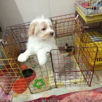 فروش سگ نر درکاشان