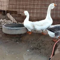 غو‌غاز|حیوانات مزرعه|باوی, |دیوار