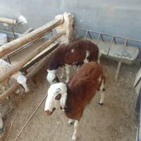 بره نربروجردی