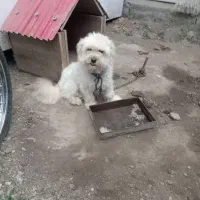 سگ پاکوتاه