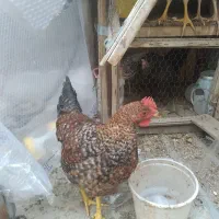 خروس و مرغ|پرنده|قم, انسجام|دیوار