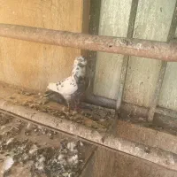 ۳ عدد کبوتر غریبگیری عالی|پرنده|شهریار, شهریار|دیوار