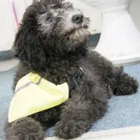 سگ پودل|سگ|شیراز, پودنک|دیوار